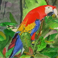 Parrot